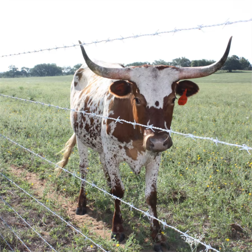 barbed wire cattle fence