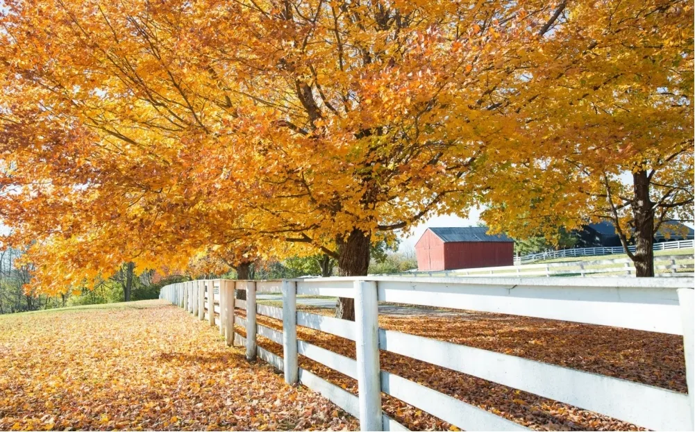 The Ultimate Fencing Solutions for Your Horses The Ultimate Fencing Solutions for Your Horses