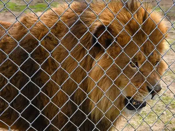 chain link fence for sale Read More About chain link fence for sale