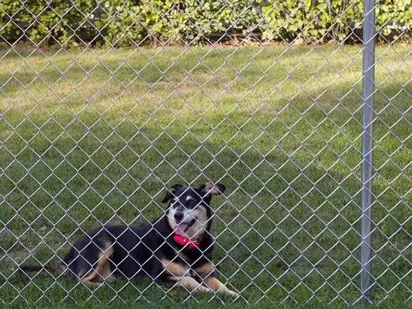 galvanized chain link fence Read More About galvanized chain link fence