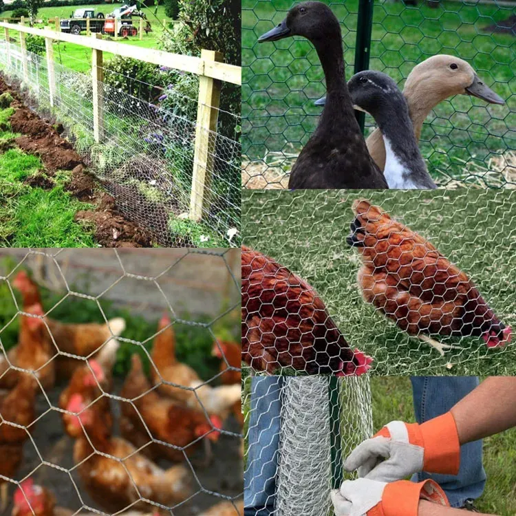 From Farm to Home: Endless Uses for Hexagonal Wire Netting From Farm to Home: Endless Uses for Hexagonal Wire Netting