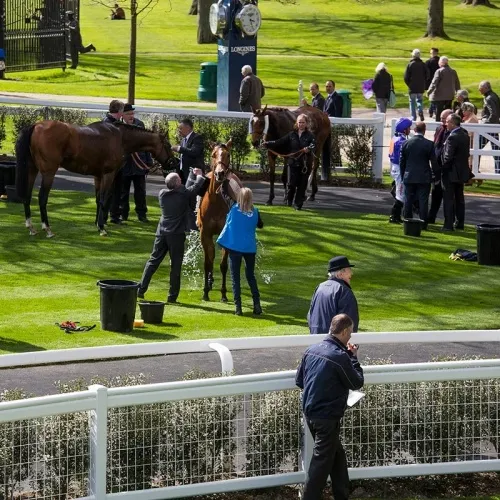 pvc fence horse pvc fence horse