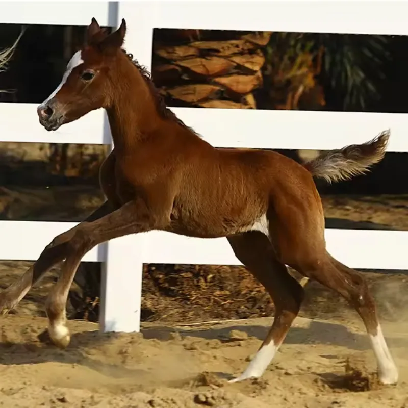 Wholesale PVC Horse Fence | Export-Grade Durable Fencing Supplier