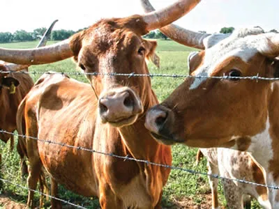 What is Barbed Wire Used For? What is Barbed Wire Used For?